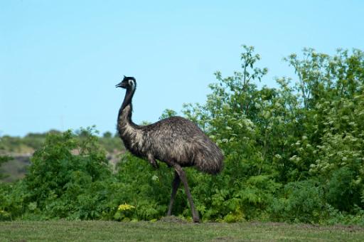 wild emu