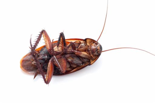 cockroach on its back - dead
