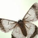 moth or butterfly from below