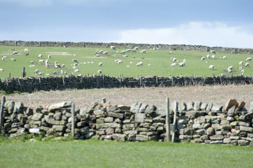sheep in an english field
