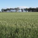 field of crops
