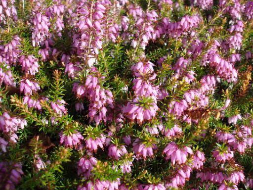 pink coloured heather