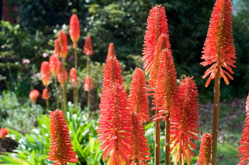 Kniphofia - or red hot pokers