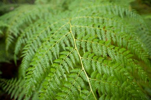 Nature background with the fresh green foliage of a tropical fern frond arching towards the camera with shallow dof