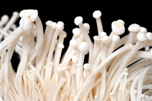 Fresh white Enoki mushrooms, a cultivated fungi with a delicate flavour grown in carbon dioxide rich environments to encourage the long thin stems and a popular ingredient in East Asian cuisine