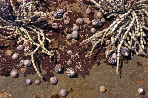 Rock pool plants with segmented seaweed and shells with hermit crabs and marine snails on a sandy bottom for an interesting nautical background