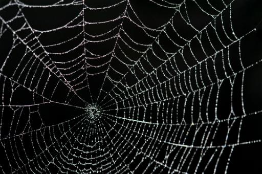 Beautiful intricate gossamer thin spider web covered with glistening water droplets against a black background
