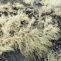 Background of branching strands of lichen, a composite organism formed from the symbiotic relationship between a fungus and algae