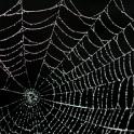 Beautiful intricate gossamer thin spider web covered with glistening water droplets against a black background