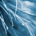 Ethereal soft focus background of blades of wet grass with suspended water droplets and copyspace