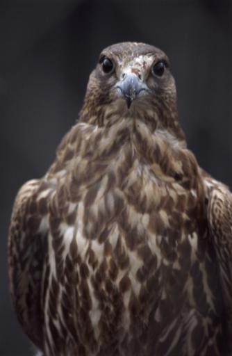 hawk looking head on