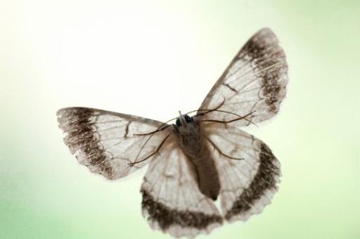 moth or butterfly from below