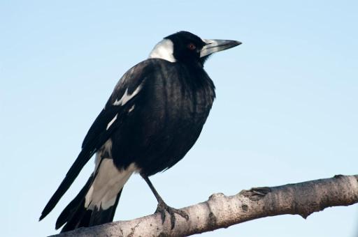 magpie perched on a branch