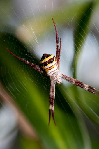st andrews cross spider - Argiope keyserlingi