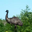 wild emu