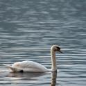 swan gliding on a calm lake surface