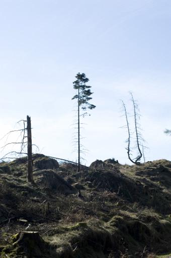 lone remaining tree after forest clearcutting