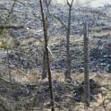 decimated clearcut woodland