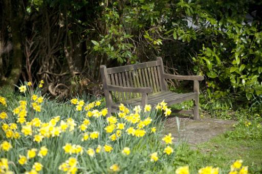 daffodils and a park bench