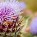 macro image of a thistle flower