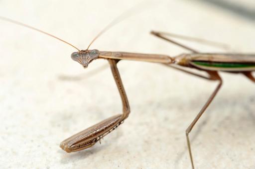Close up view of a mantis looking at the camera, a predatory carnivorous insect of the family Mantidae found largely in tropical zones