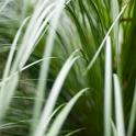 Soft focus nature background of fresh green grass fronds or blades curving gracefully towards the camera