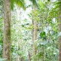Deserted rainforest path leading between beautiful lush green tropical vegetation and palm trees